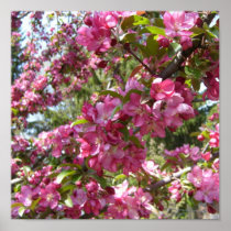 Beautiful Crab Apple Tree Poster
