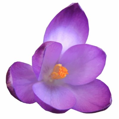 Beautiful Crocus Photo Sculpture by Fallen_Angel_483