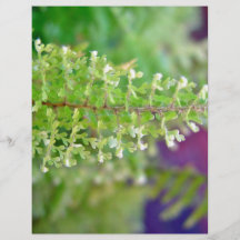 Beautiful Curly fern leaf Flyer Design