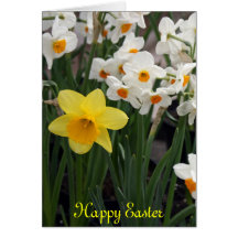 beautiful dafodil easter card