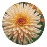 Beautiful Dahlia