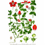 Beautiful Dainty red spring flower Photo Sculptures