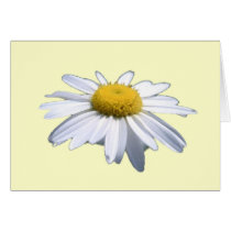 BEAUTIFUL DAISY - ASTERACEAE - SUNFLOWER