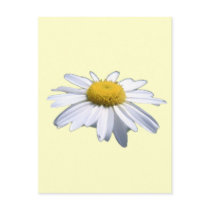 BEAUTIFUL DAISY - ASTERACEAE - SUNFLOWER