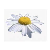 BEAUTIFUL DAISY - ASTERACEAE - SUNFLOWER