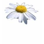 BEAUTIFUL DAISY - ASTERACEAE - SUNFLOWER t-shirts