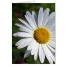 Beautiful Daisy Greeting Card