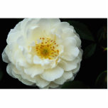 Beautiful Damask Photo Cutouts