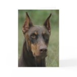Beautiful Doberman Greeting Cards