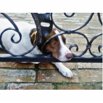 Beautiful Dog On Bricks Cut Out