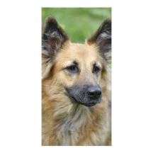 Beautiful Dog Photo Card Template