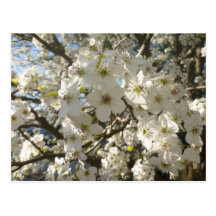 Beautiful Dogwoods postcard