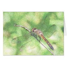 Beautiful Dragonfly art Greeting Cards