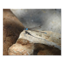 Beautiful Dragonfly Photo Print