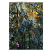 Beautiful Dreamer Cards