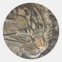 Beautiful Dreamer (sleeping tabby) Sticker