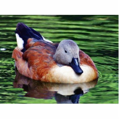 Beautiful Duck On Water Acrylic Cut Out by lifesphere