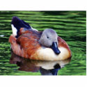 Beautiful Duck On Water photo sculptures
