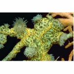 Beautiful Encrusting anemones attached to a sea fa Photo Cutout