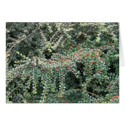 Beautiful Evergreen Greeting Cards by charlesblack7