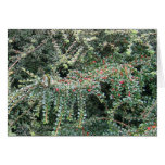 Beautiful Evergreen Greeting Cards