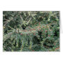 Beautiful Evergreen Greeting Cards