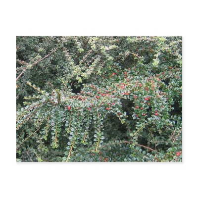 Beautiful Evergreen Post Cards by charlesblack7