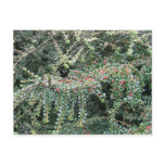 Beautiful Evergreen postcards