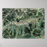 Beautiful Evergreen posters