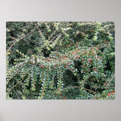 Beautiful Evergreen Poster by charlesblack7