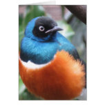 Beautiful Exotic Bird Perched cards