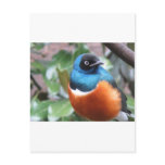 Beautiful Exotic Bird Perched