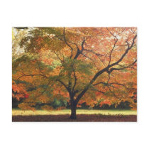 Beautiful Fall Tree Postcard