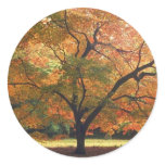 Beautiful Fall Tree Round Sticker