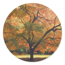 Beautiful Fall Tree Round Sticker
