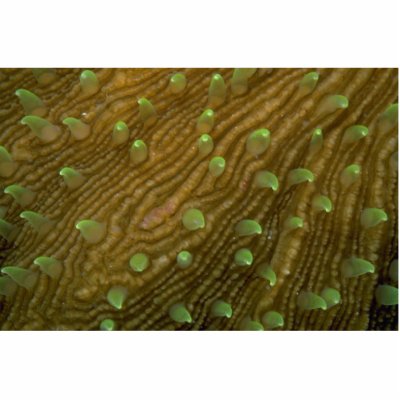 Beautiful Feeding polyps of a mushroom coral Cut Out by inspirelove