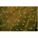 Beautiful Feeding polyps of a mushroom coral photo sculptures