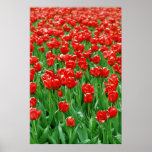 Beautiful field of tulips posters
