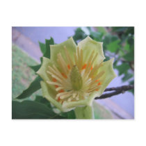 Beautiful Flower Postcards