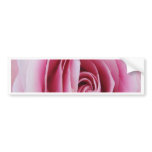 Beautiful flowers