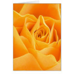 Beautiful flowers