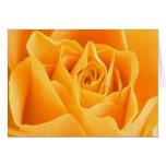 Beautiful flowers