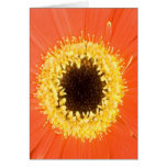 Beautiful flowers cards