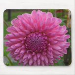 Beautiful Flowers
