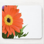 Beautiful Flowers