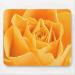 Beautiful Flowers
