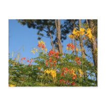 Beautiful Flowers Postcard