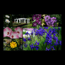 Beautiful Flowers posters