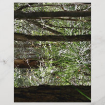 Beautiful Forest landscape with tall trees Flyer