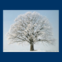 Beautiful Frosted Tree posters